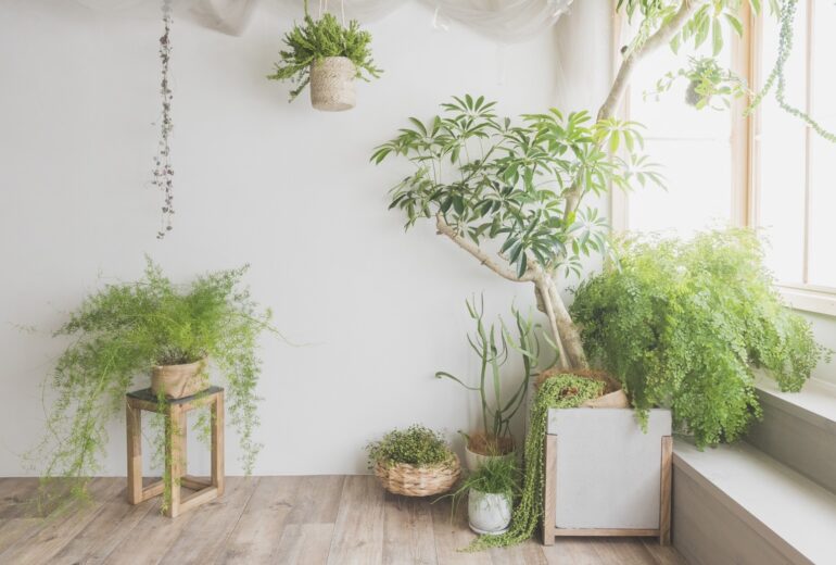 photostudio “cotton”